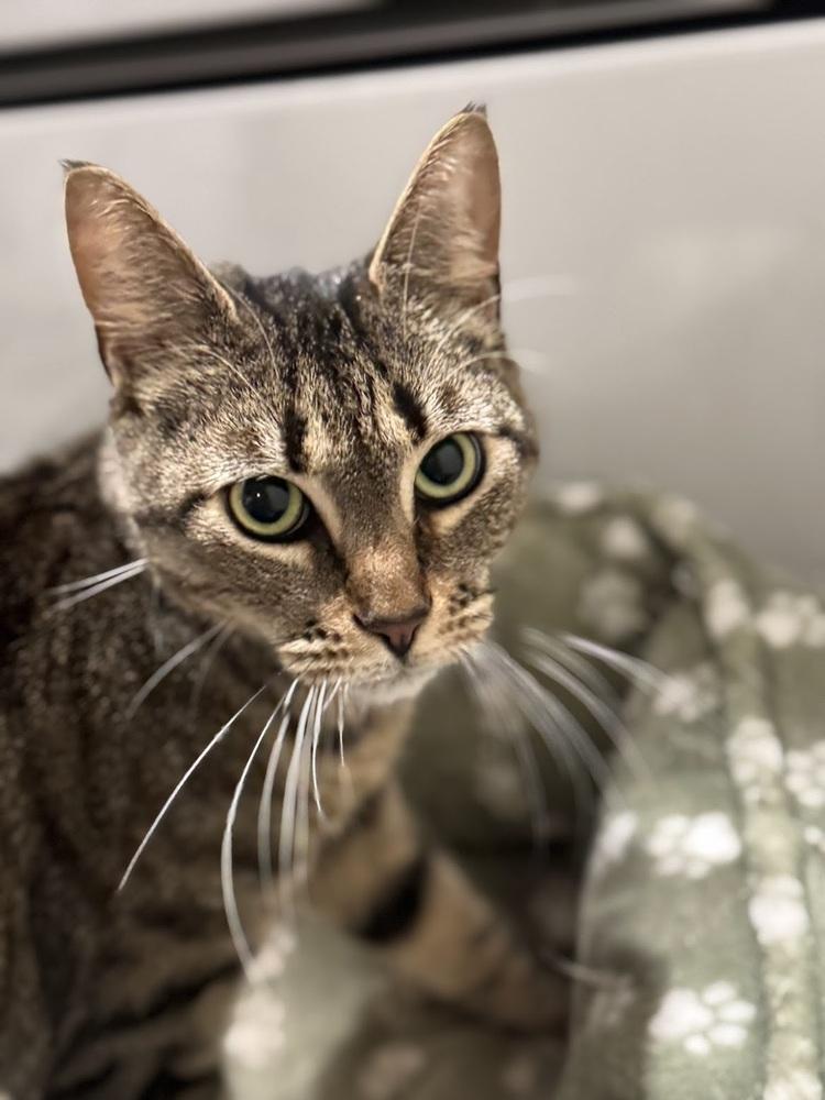 Dora, Adoptable, Adult Female Domestic Short Hair.