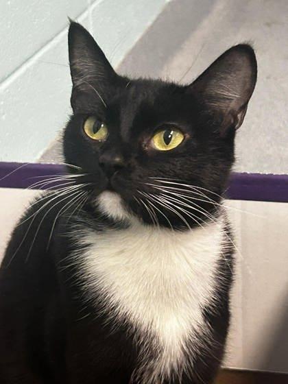 Dolly, Adoptable, Adult Female Domestic Short Hair & Domestic Short Hair.