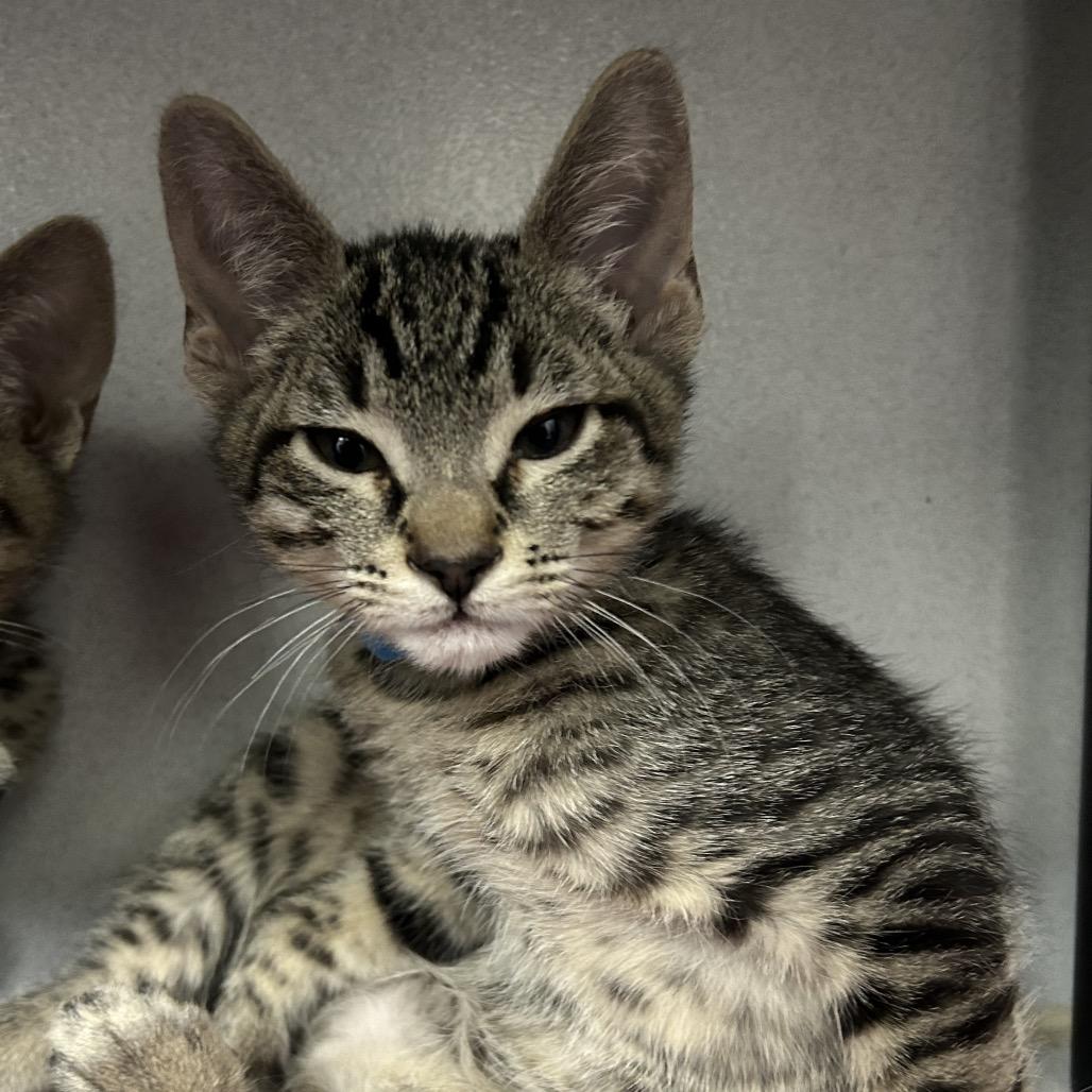 Enlarge Cannoli, a Adoptable Domestic Short Hair in Dover, NH image 1/1