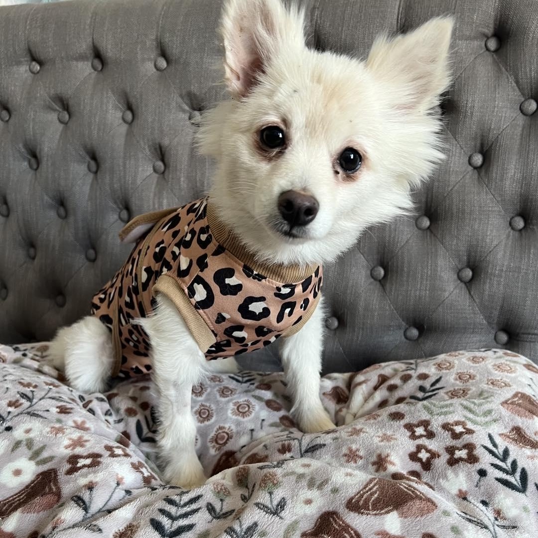 Penny, a ADOPTABLE Pomsky in St Thomas, ON image 2/3