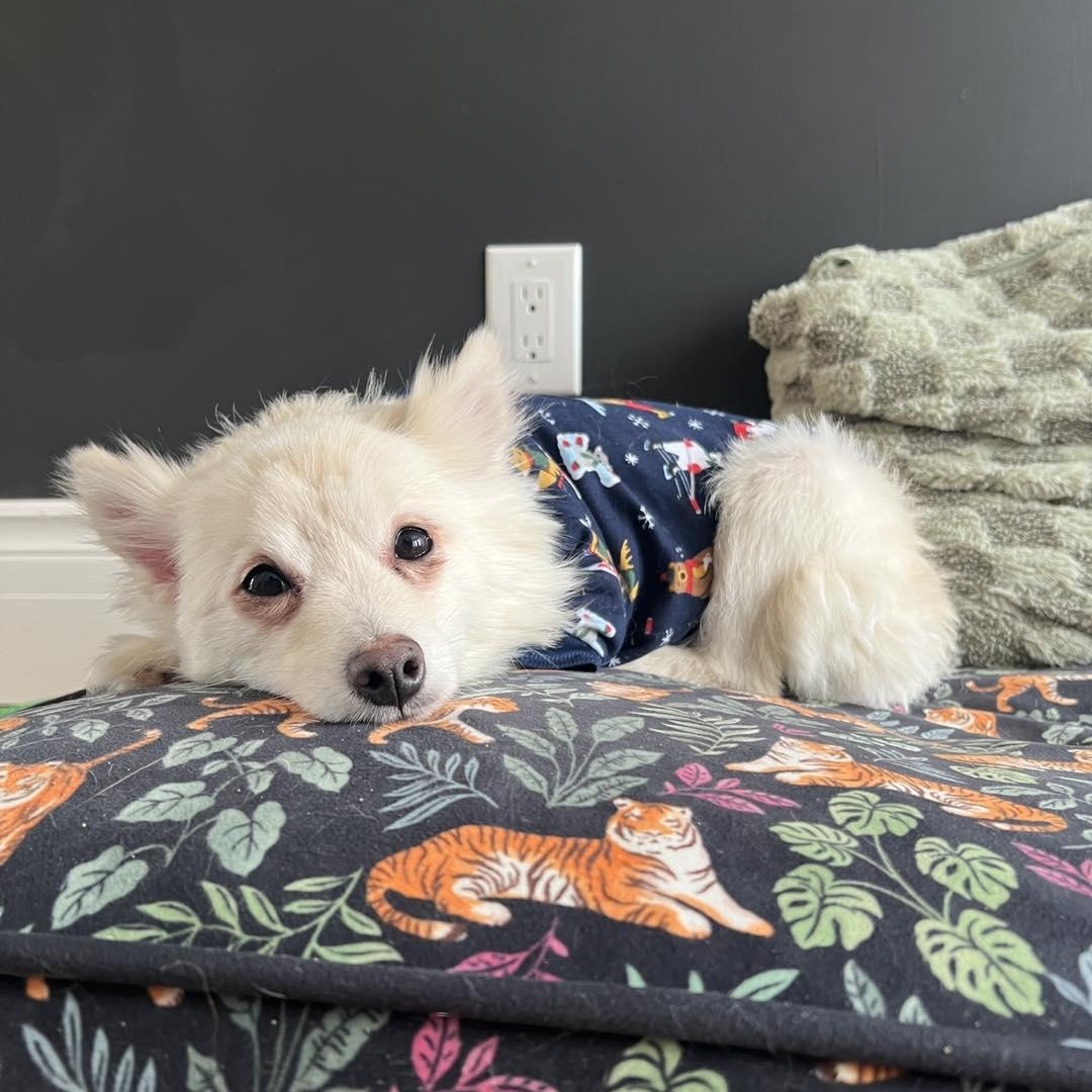 Penny, a ADOPTABLE Pomsky in St Thomas, ON image 3/3