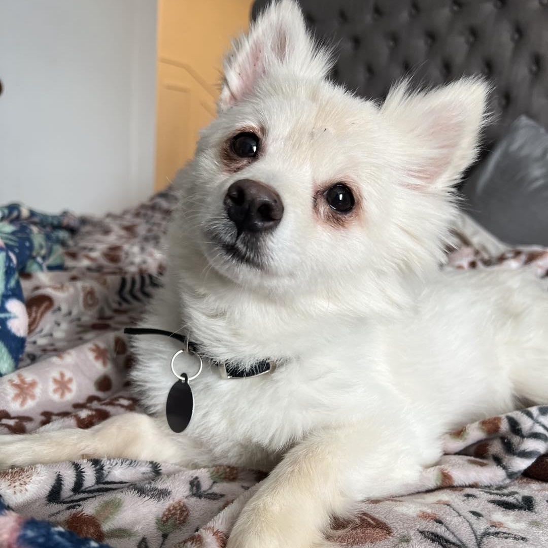 Penny, ADOPTABLE, Adult Female Pomsky.