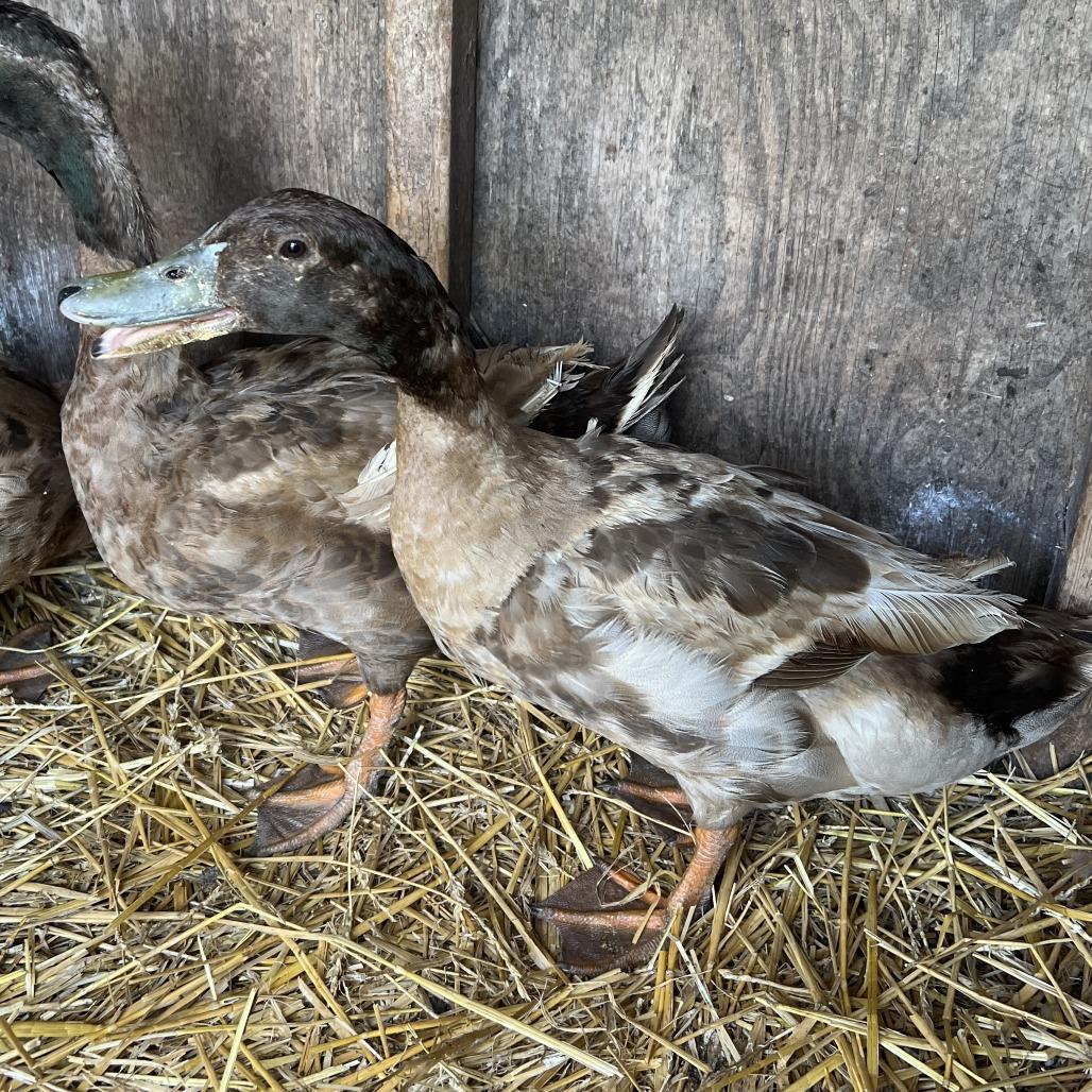 Bobby, Adoptable, Young Male Duck.