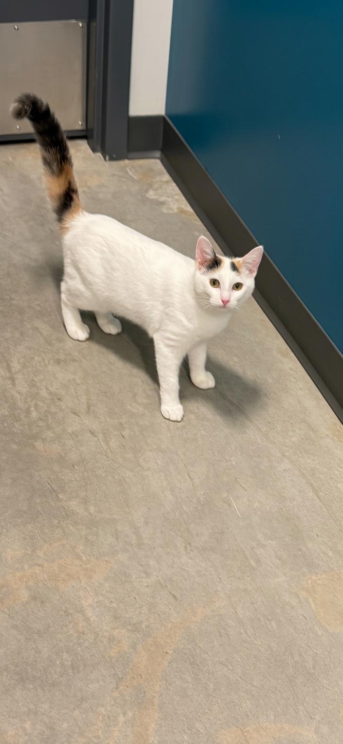 Luna, ADOPTABLE, Kitten Female Domestic Short Hair.
