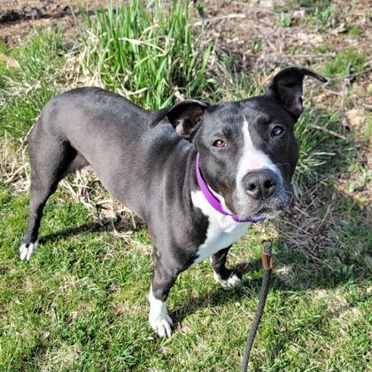 Sahara, Adoptable, Adult Female Pit Bull Terrier & Mixed Breed.