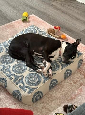 Sahara, a Adoptable mixed breed in Ann Arbor, MI image 2/3