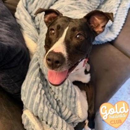Sahara, Adoptable, Adult Female Pit Bull Terrier & Mixed Breed.