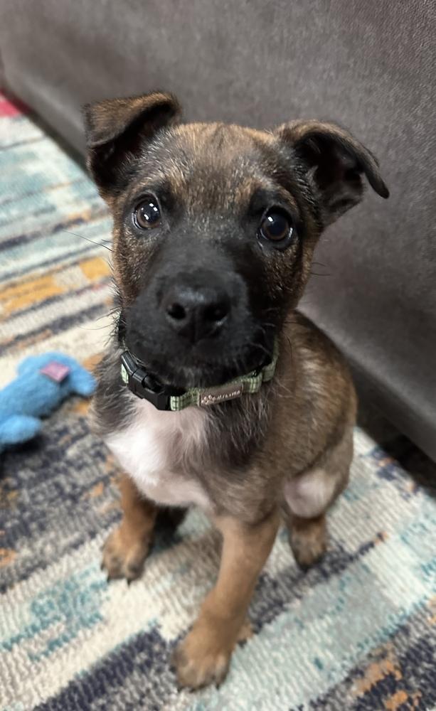 Ben, a Adoptable mixed breed in Cheektowaga, NY image 1/4