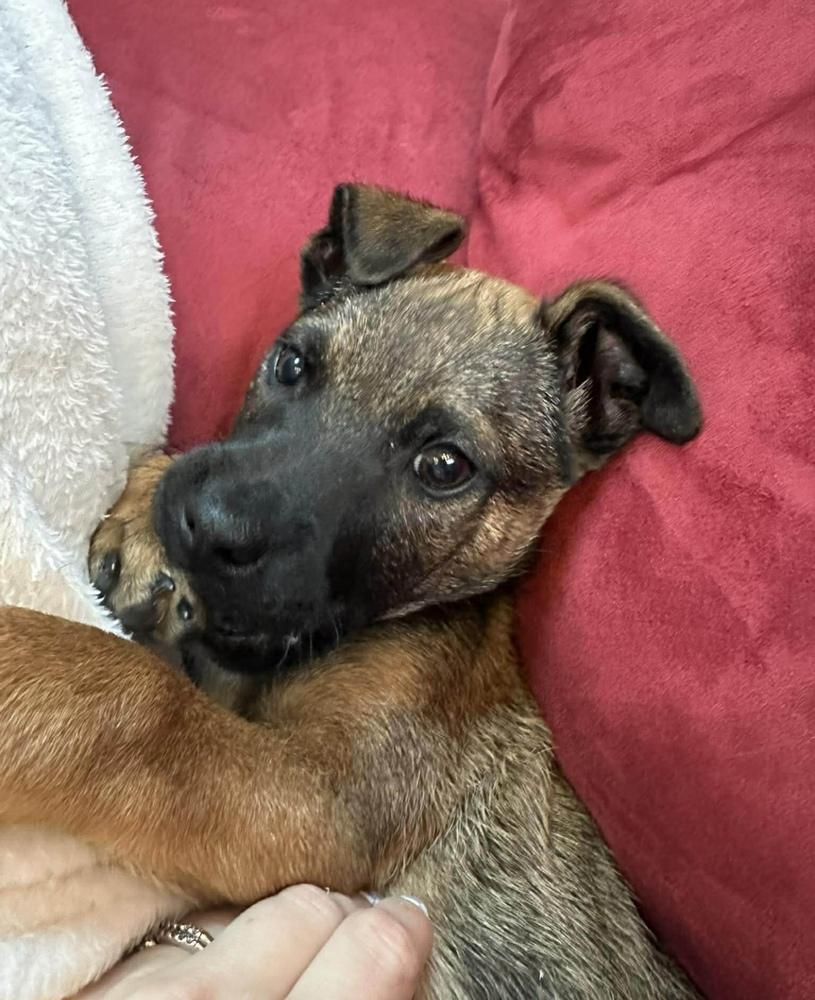 Ben, a Adoptable mixed breed in Cheektowaga, NY image 3/4