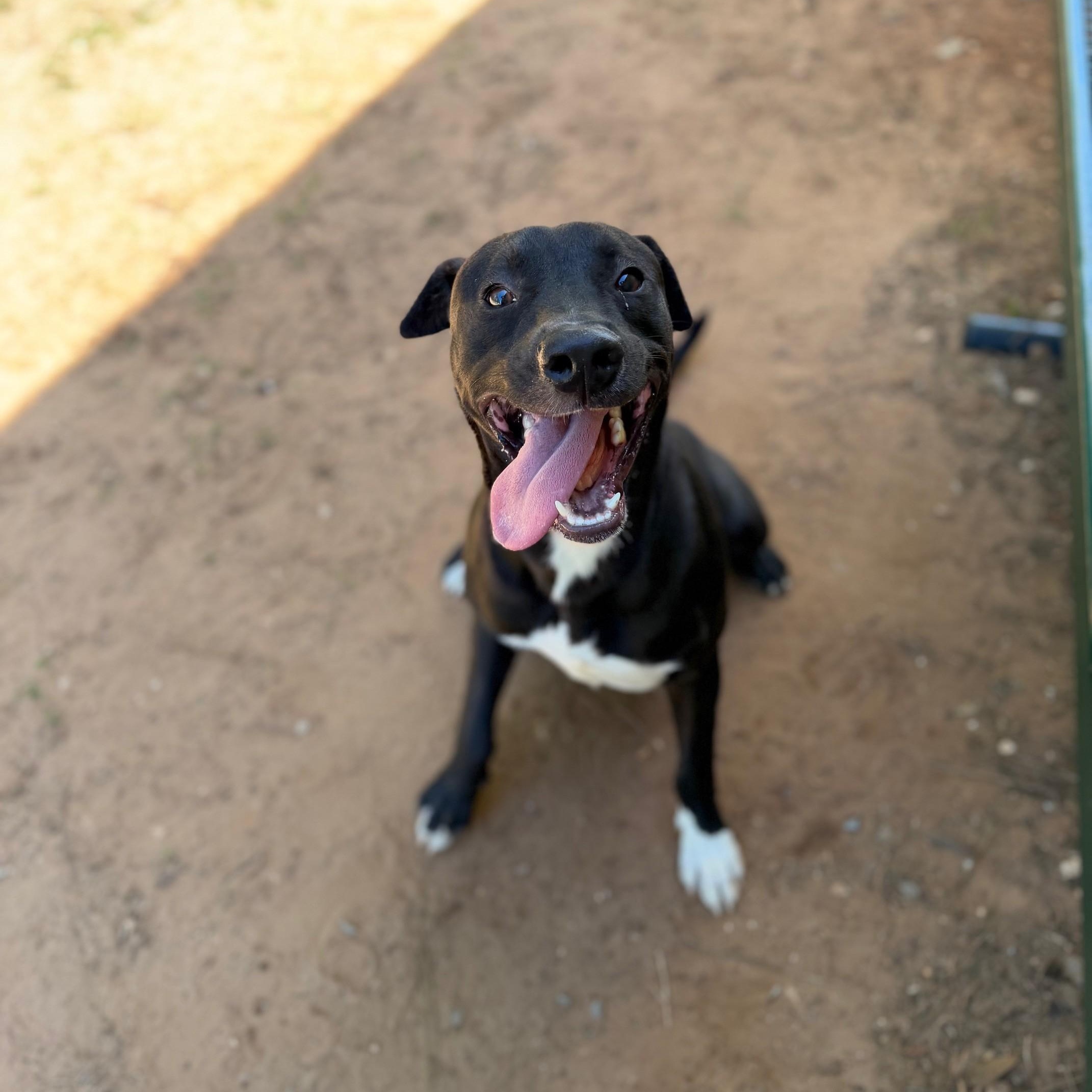 Mason, ADOPTABLE, Young Male Labrador Retriever.
