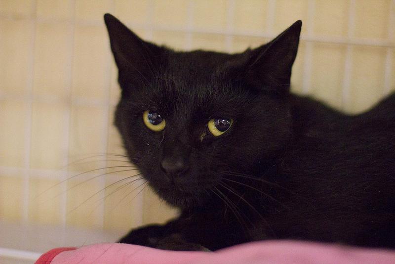 June, a Adoptable Domestic Short Hair in Grayslake, IL image 4/4