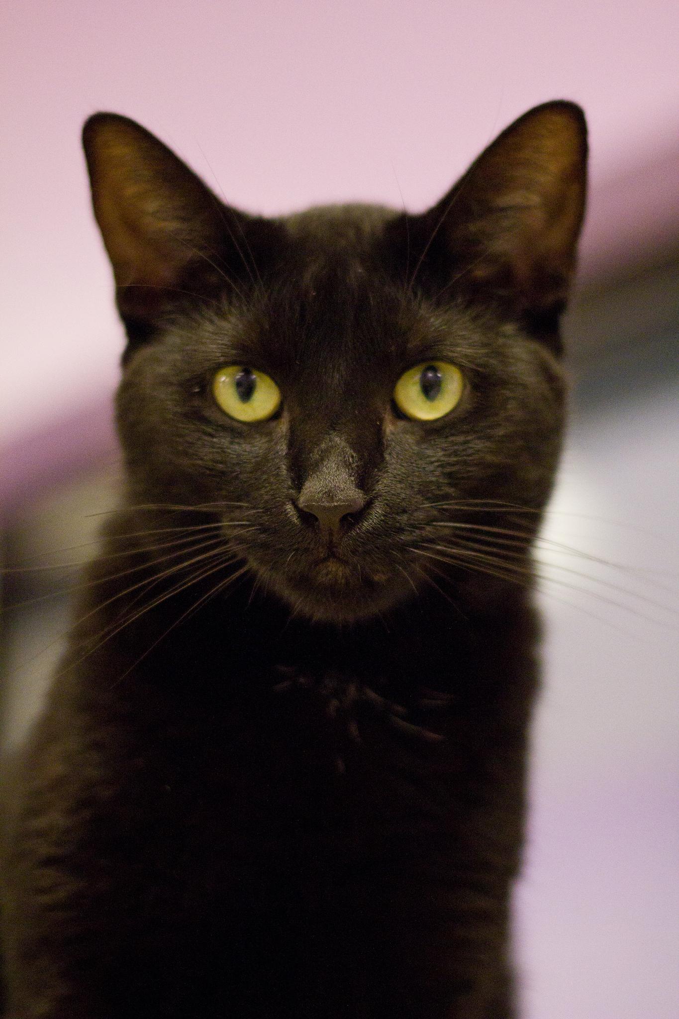 June, a Adoptable Domestic Short Hair in Grayslake, IL image 1/4