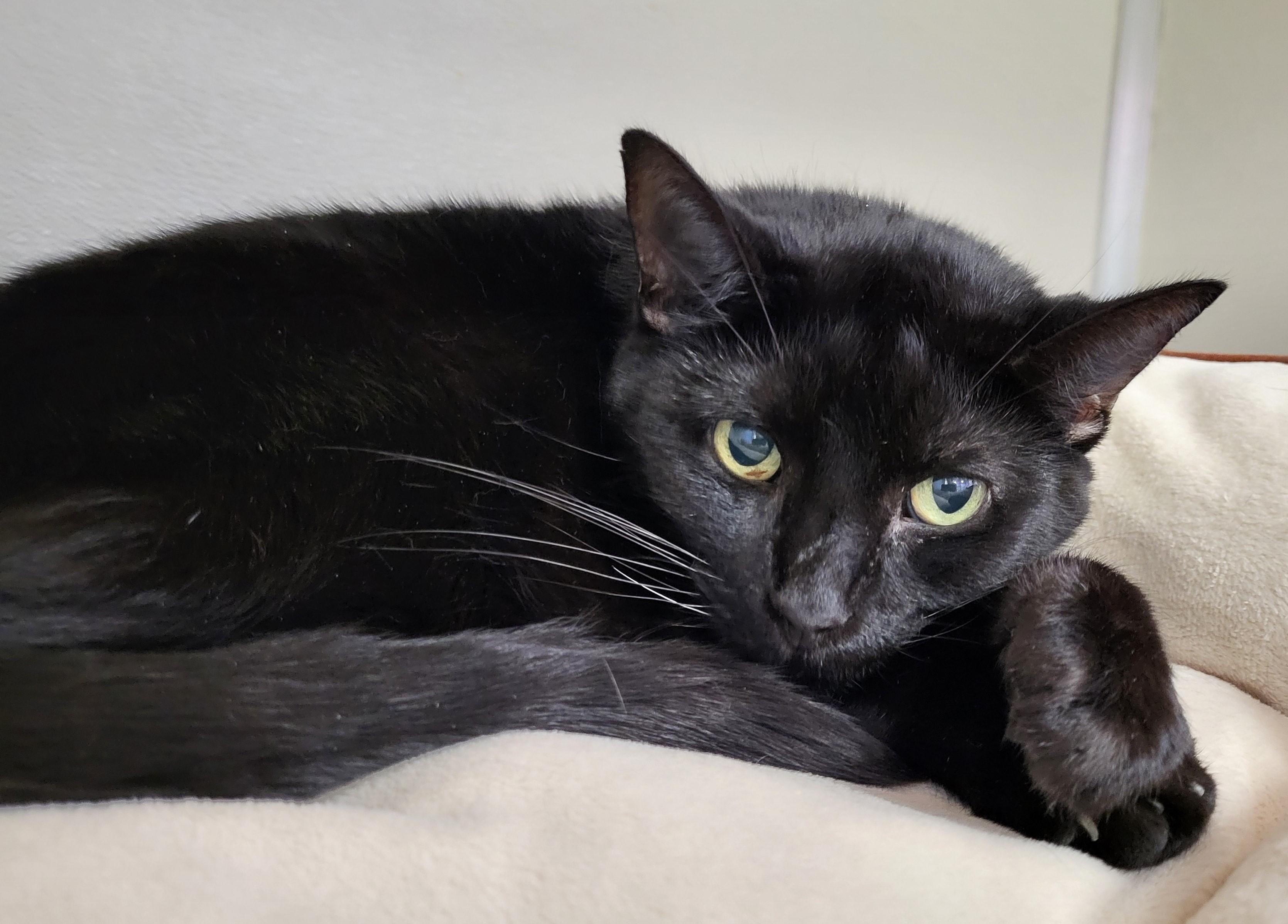 June, a Adoptable Domestic Short Hair in Grayslake, IL image 3/3
