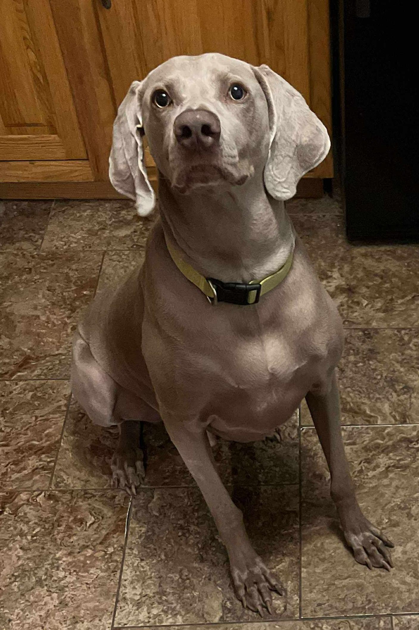 Enlarge Klaus, a Adopted Weimaraner in Springfield, MO image 1/3