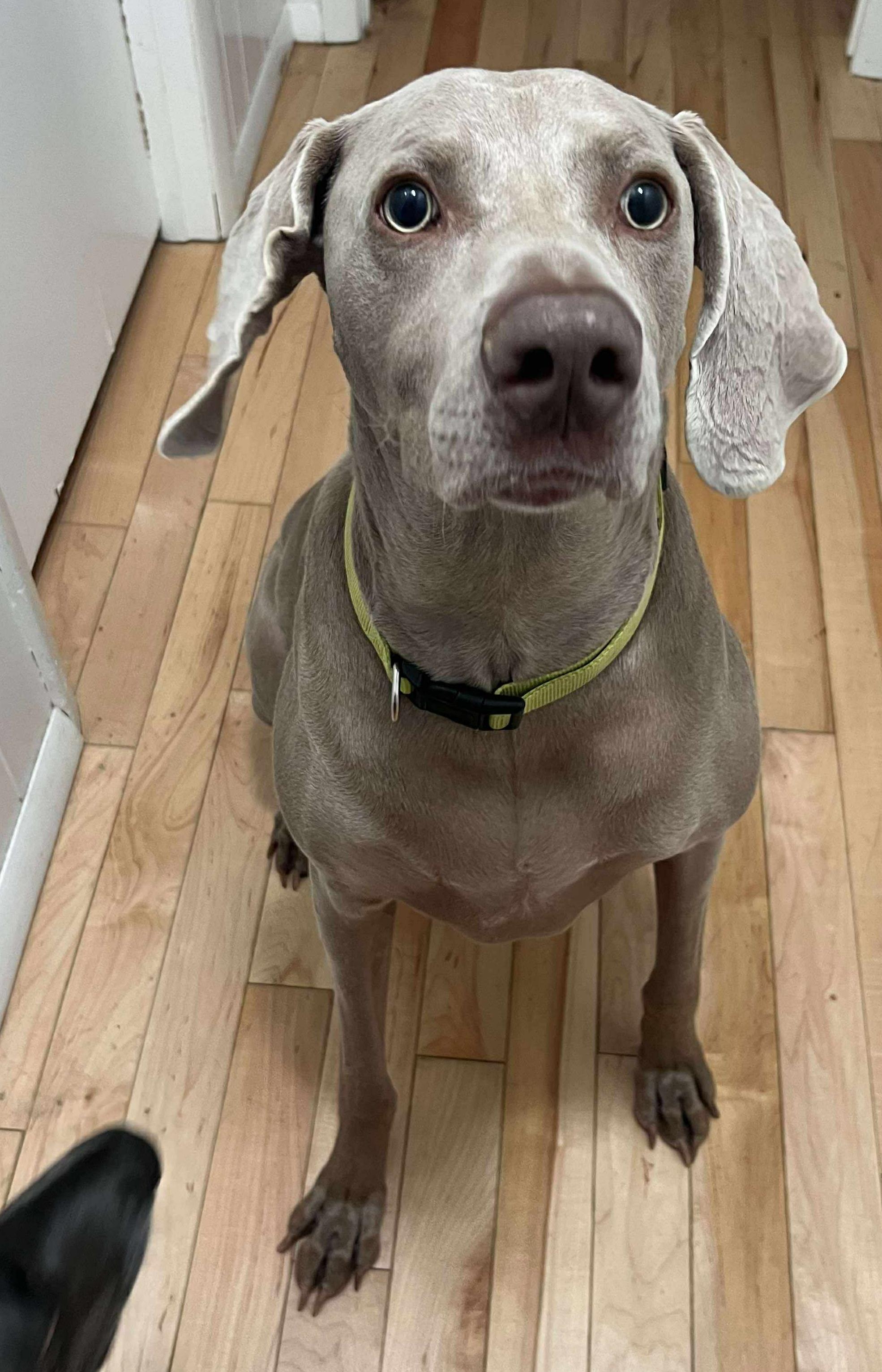 Enlarge Klaus, a Adopted Weimaraner in Springfield, MO image 2/3