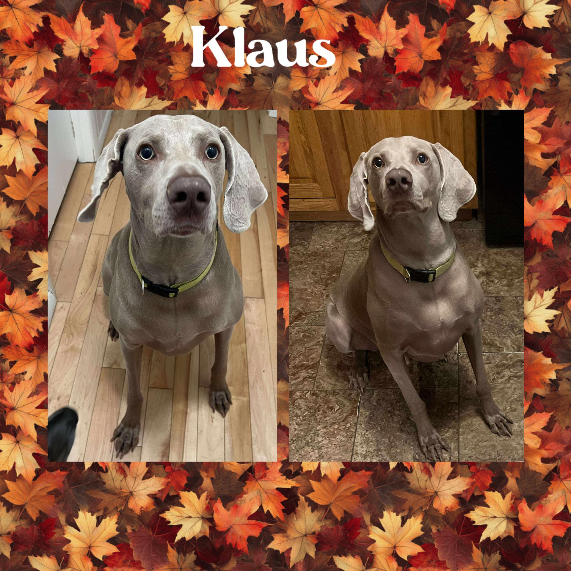 Enlarge Klaus, a Adopted Weimaraner in Springfield, MO image 3/3