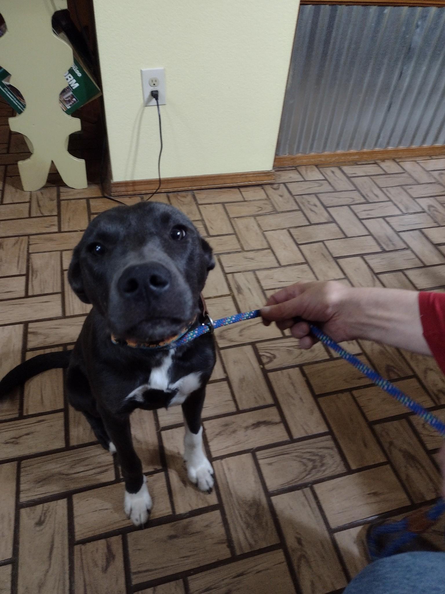 Enlarge Dexter, a Adoptable mixed breed in Choctaw, OK image 1/6