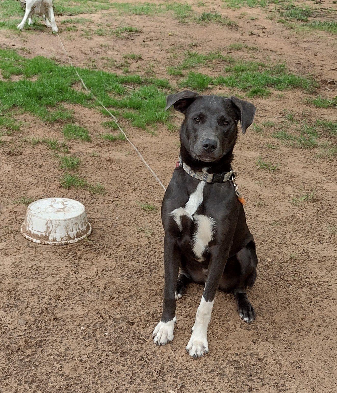 Enlarge Dexter, a Adoptable mixed breed in Choctaw, OK image 2/6