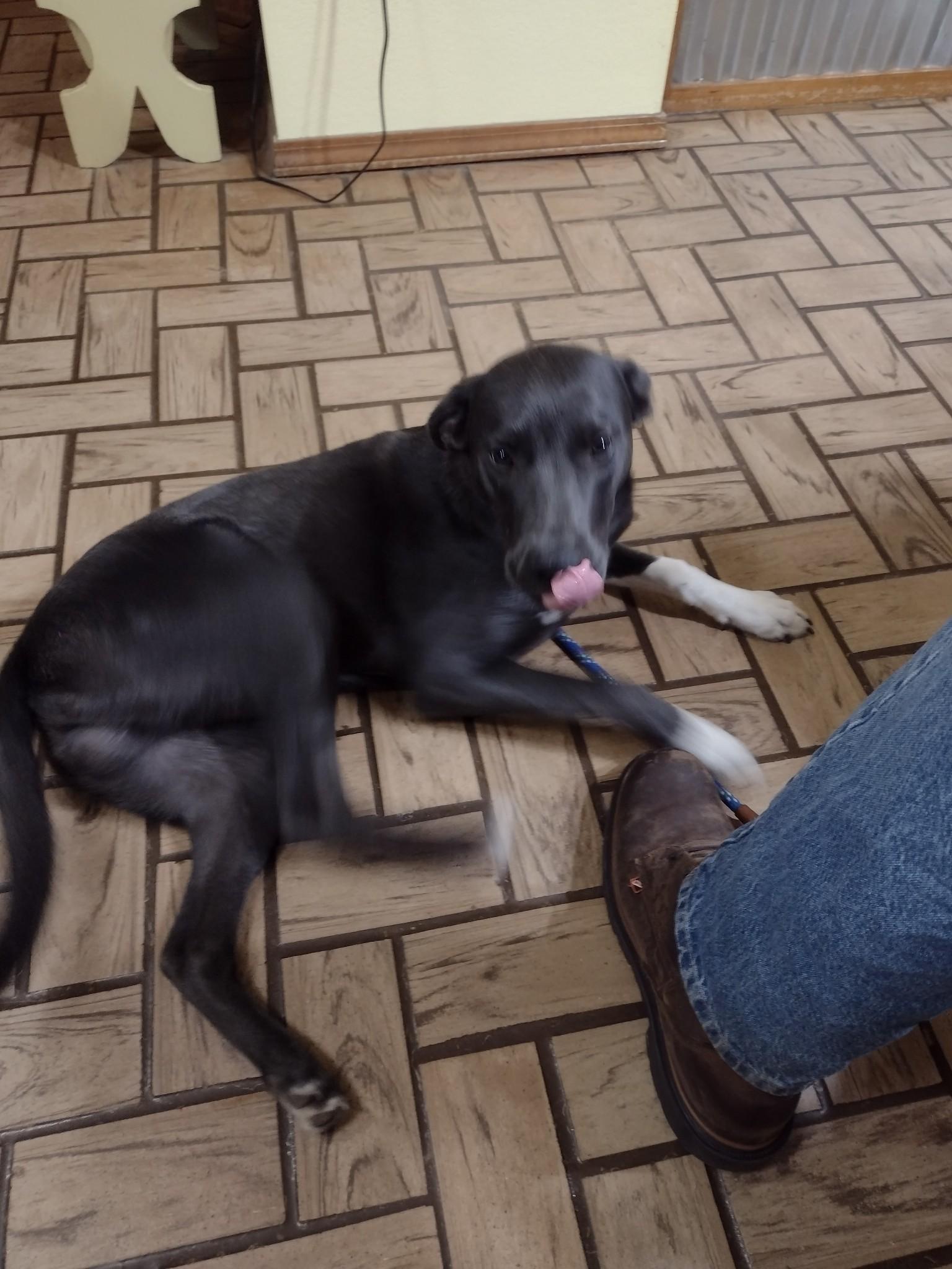 Enlarge Dexter, a Adoptable mixed breed in Choctaw, OK image 3/6