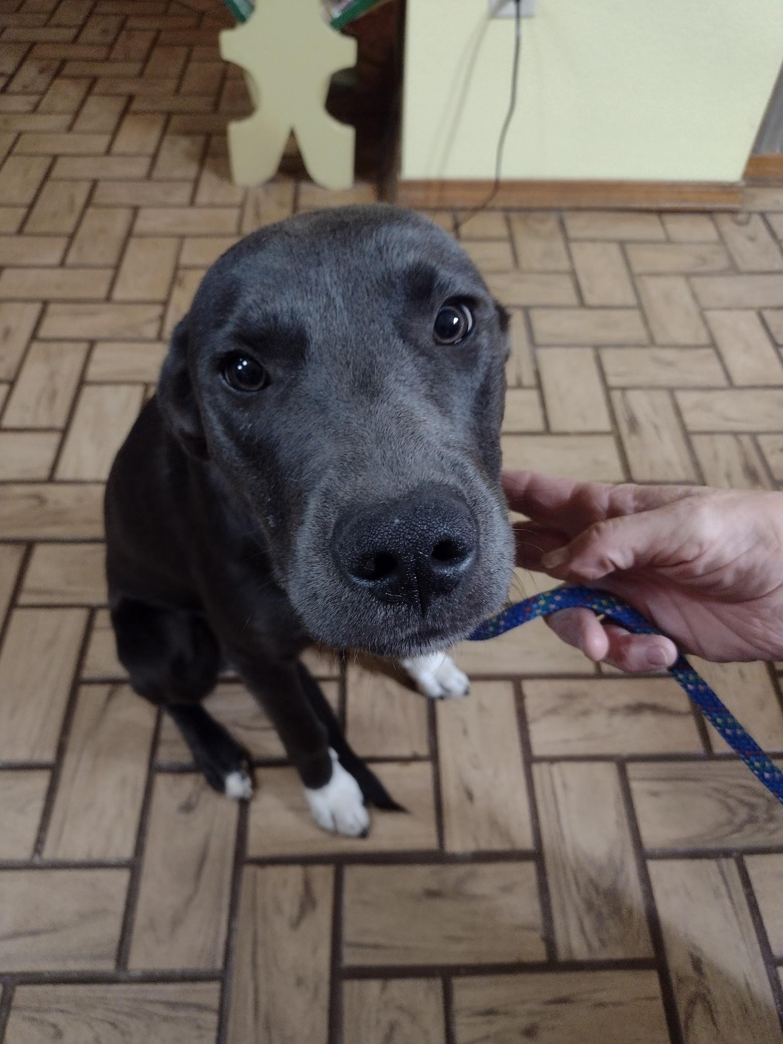 Enlarge Dexter, a Adoptable mixed breed in Choctaw, OK image 4/6
