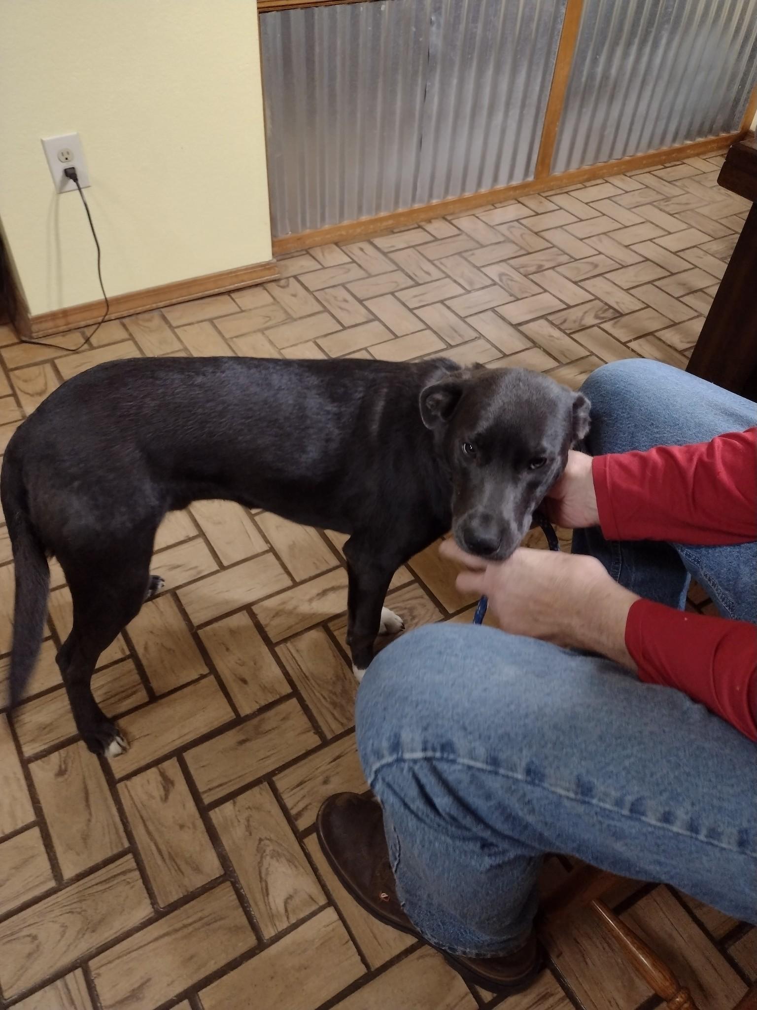 Dexter, Adoptable, Young Male Labrador Retriever & Shepherd.