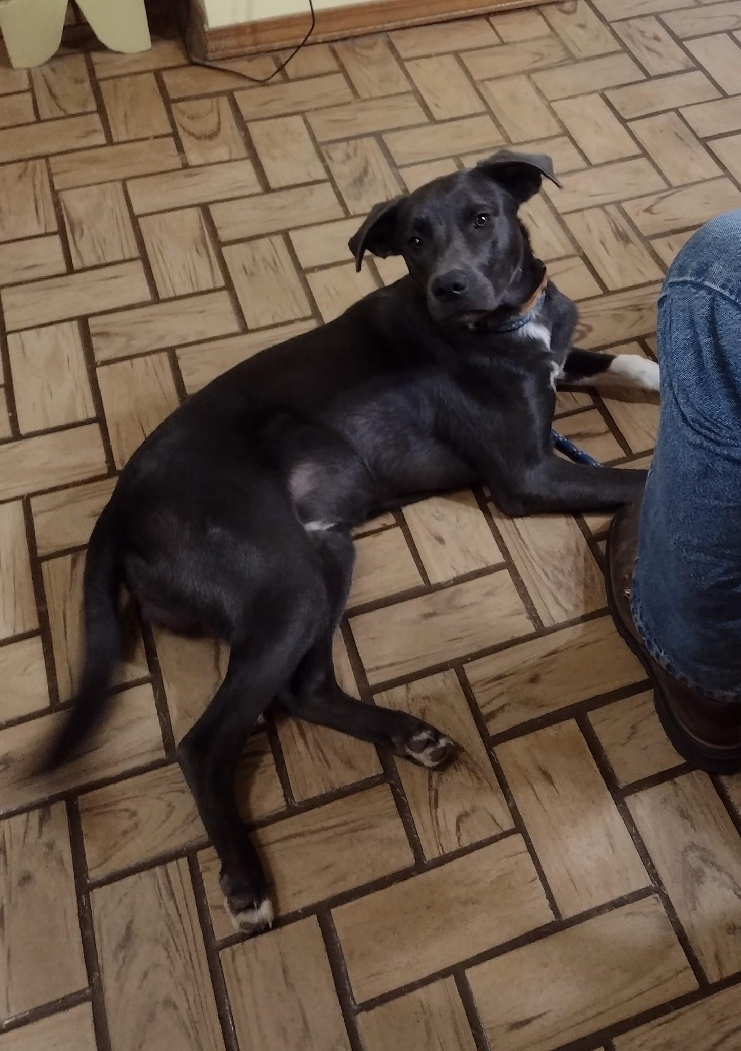 Enlarge Dexter, a Adoptable mixed breed in Choctaw, OK image 6/6