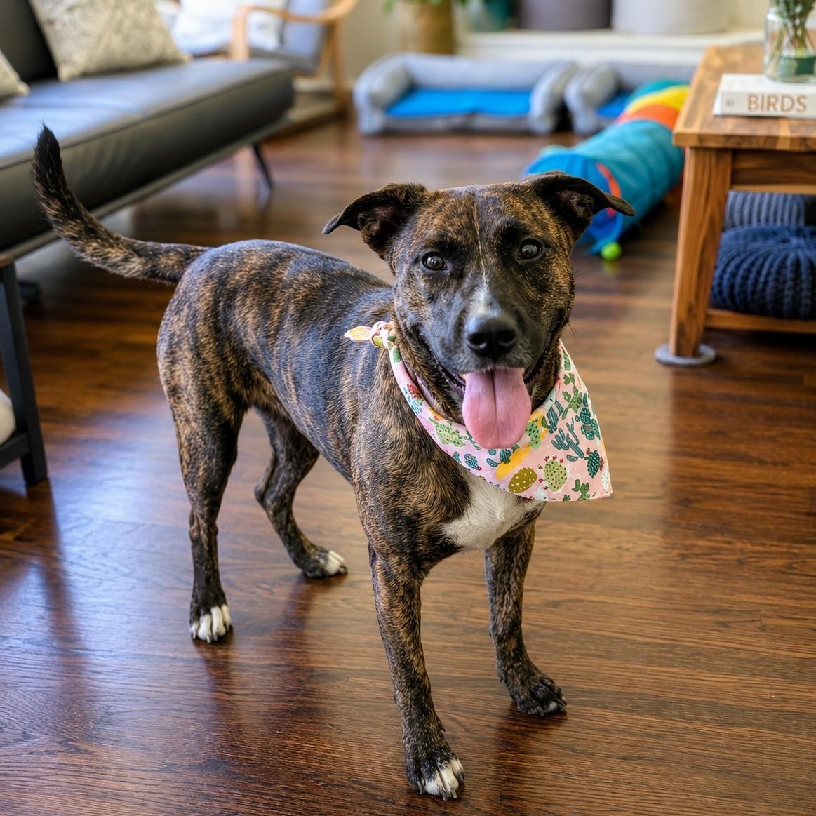 Sophie - Affectionate, Cuddle, Loving Girl, Great w/ Dogs & Kids. Fosterered W Roxbury, MA photo