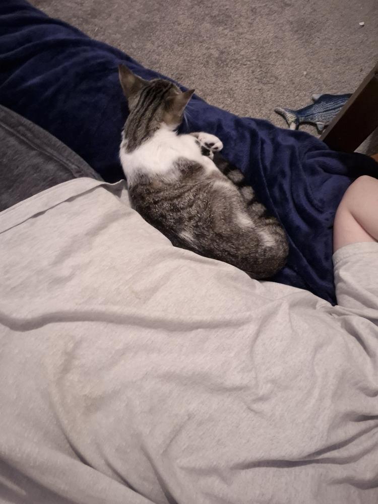 Lucy Hathaway *In Foster*, Adoptable, Kitten Female Domestic Short Hair.