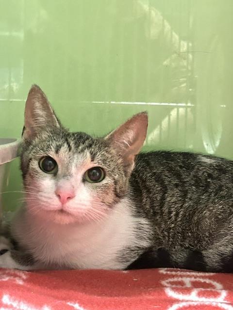 Lucy Hathaway *In Foster*, a Adoptable Domestic Short Hair in Muskegon, MI image 2/4