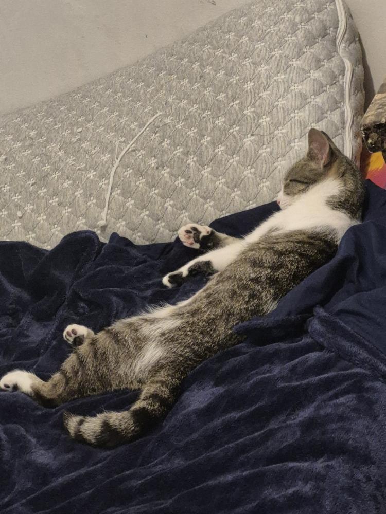 Lucy Hathaway *In Foster*, a Adoptable Domestic Short Hair in Muskegon, MI image 3/4
