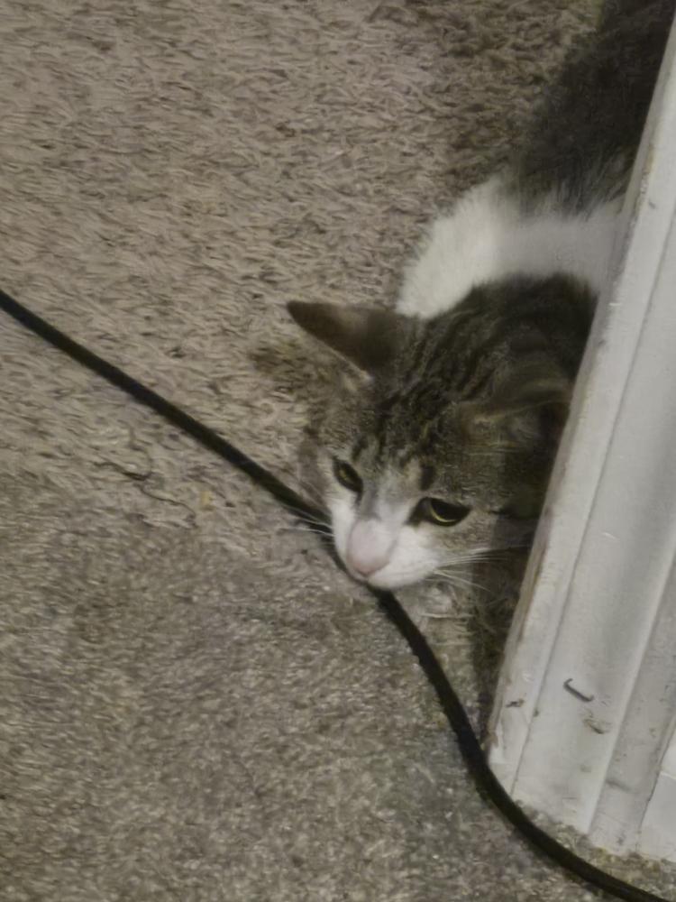 Lucy Hathaway *In Foster*, a Adoptable Domestic Short Hair in Muskegon, MI image 4/4