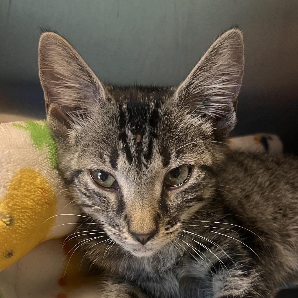 Bridgette, Adoptable, Kitten Female American Shorthair.