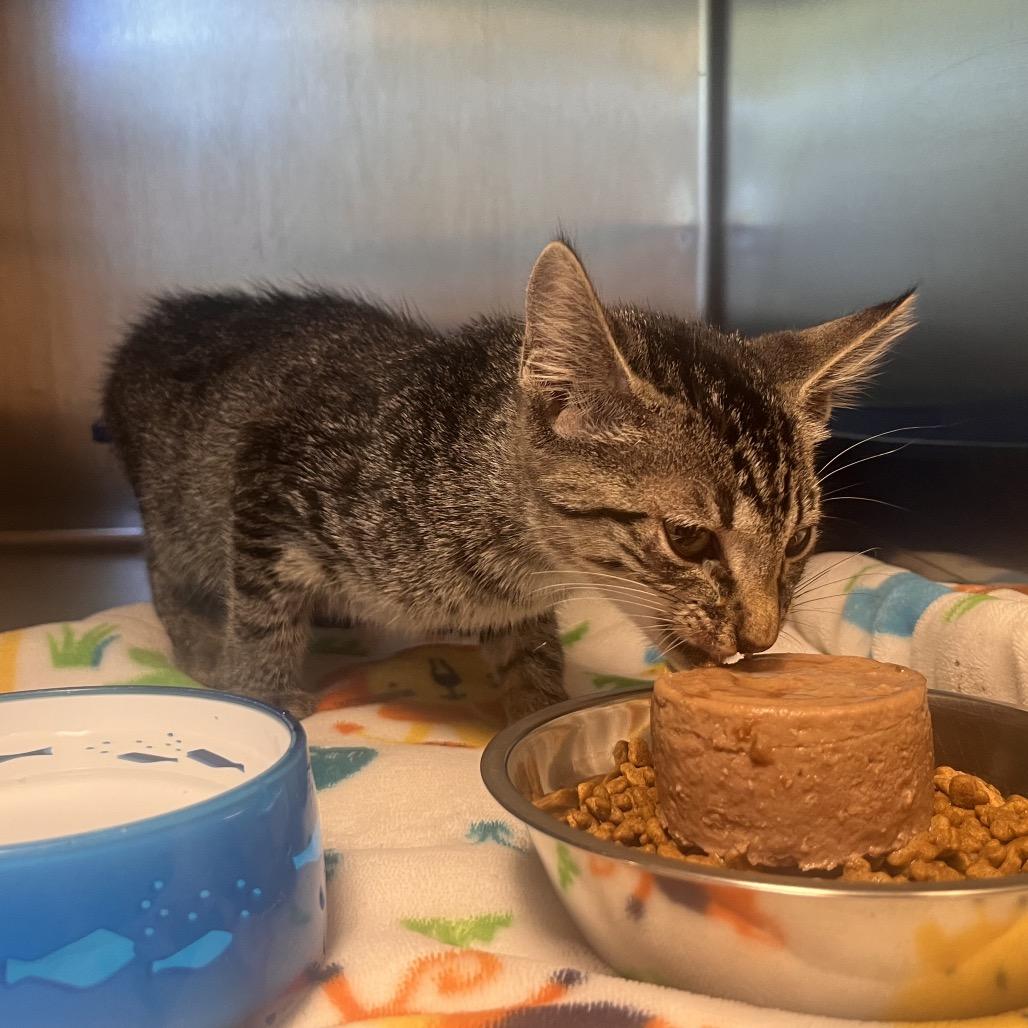 Enlarge Bridgette, a Adoptable American Shorthair in Clarksville, AR image 2/6