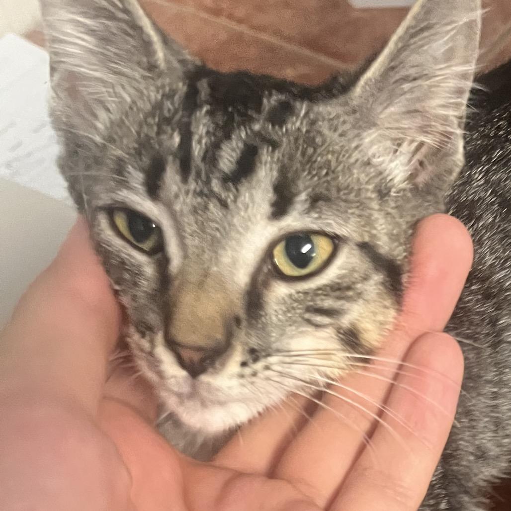 Enlarge Bridgette, a Adoptable American Shorthair in Clarksville, AR image 3/6