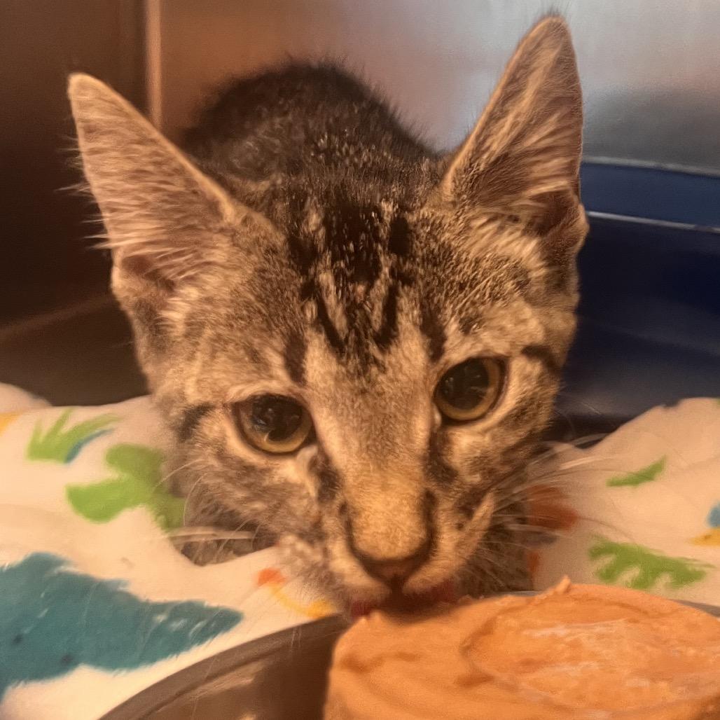 Enlarge Bridgette, a Adoptable American Shorthair in Clarksville, AR image 4/6
