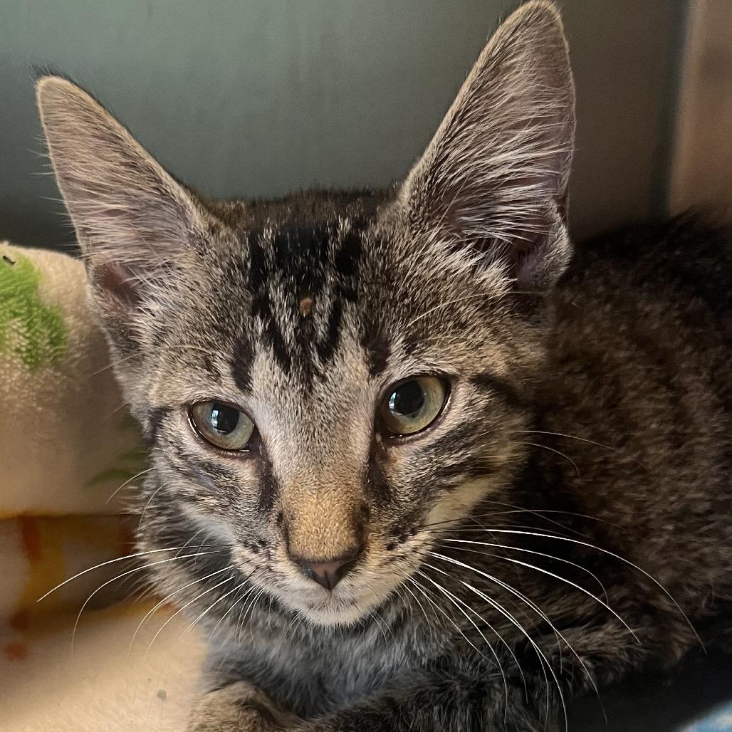 Enlarge Bridgette, a Adoptable American Shorthair in Clarksville, AR image 5/6