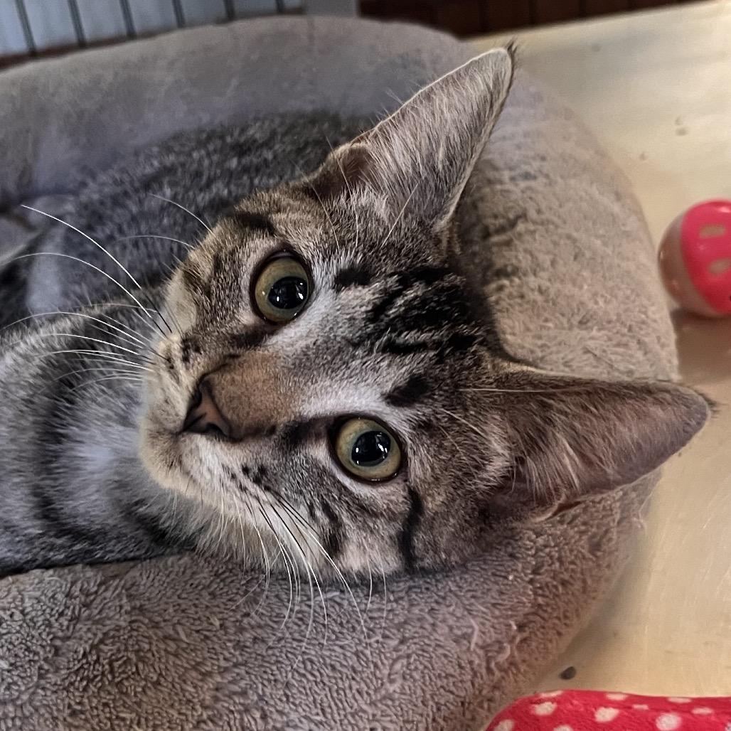 Enlarge Bridgette, a Adoptable American Shorthair in Clarksville, AR image 6/6