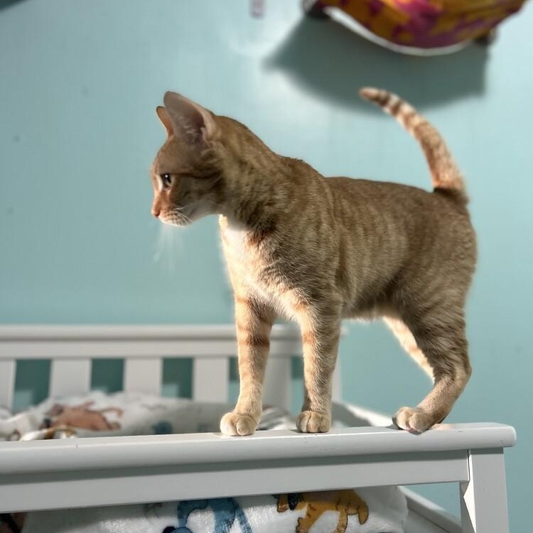 Ginny Weasley, a Adoptable Domestic Short Hair in Harrisburg , PA image 4/6