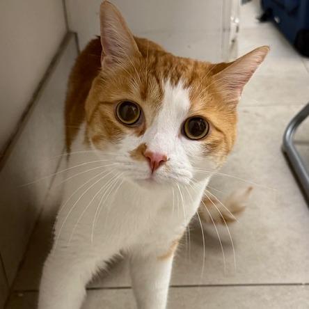 Enlarge Oliver George, a Adoptable Domestic Short Hair in Las Vegas, NV image 1/4