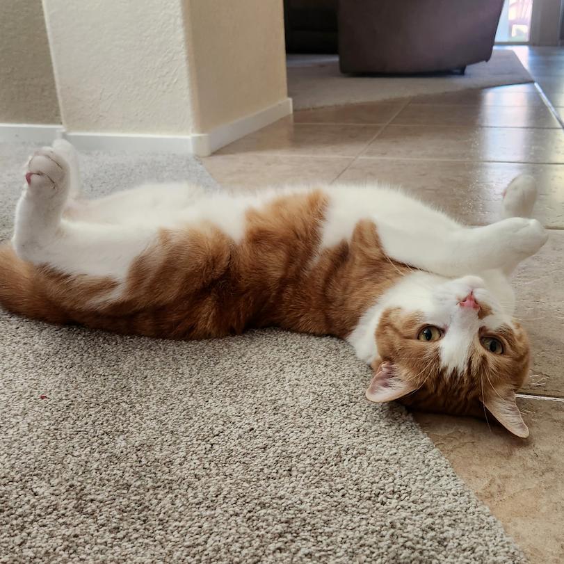 Enlarge Oliver George, a Adoptable Domestic Short Hair in Las Vegas, NV image 2/4