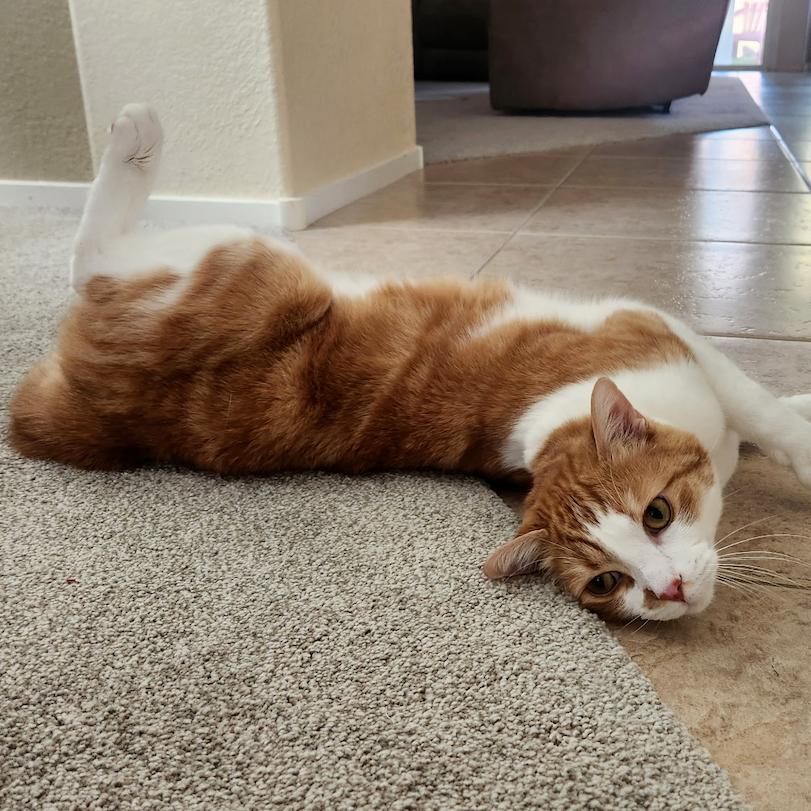 Enlarge Oliver George, a Adoptable Domestic Short Hair in Las Vegas, NV image 3/4