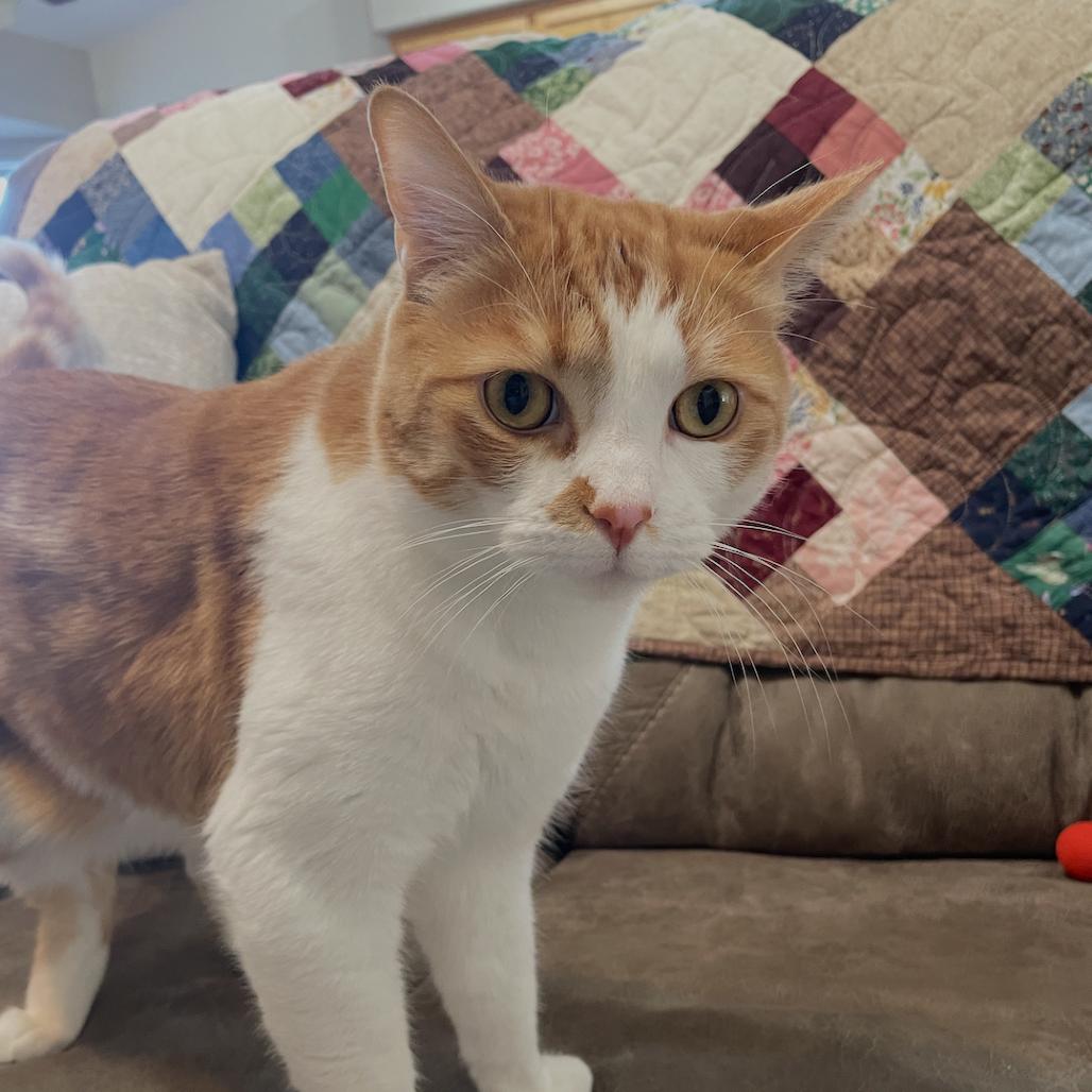 Enlarge Oliver George, a Adoptable Domestic Short Hair in Las Vegas, NV image 4/4