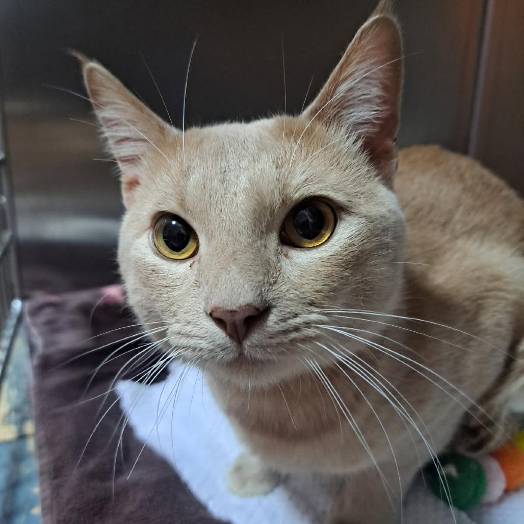 Taz, Adoptable, Adult Male Domestic Medium Hair.