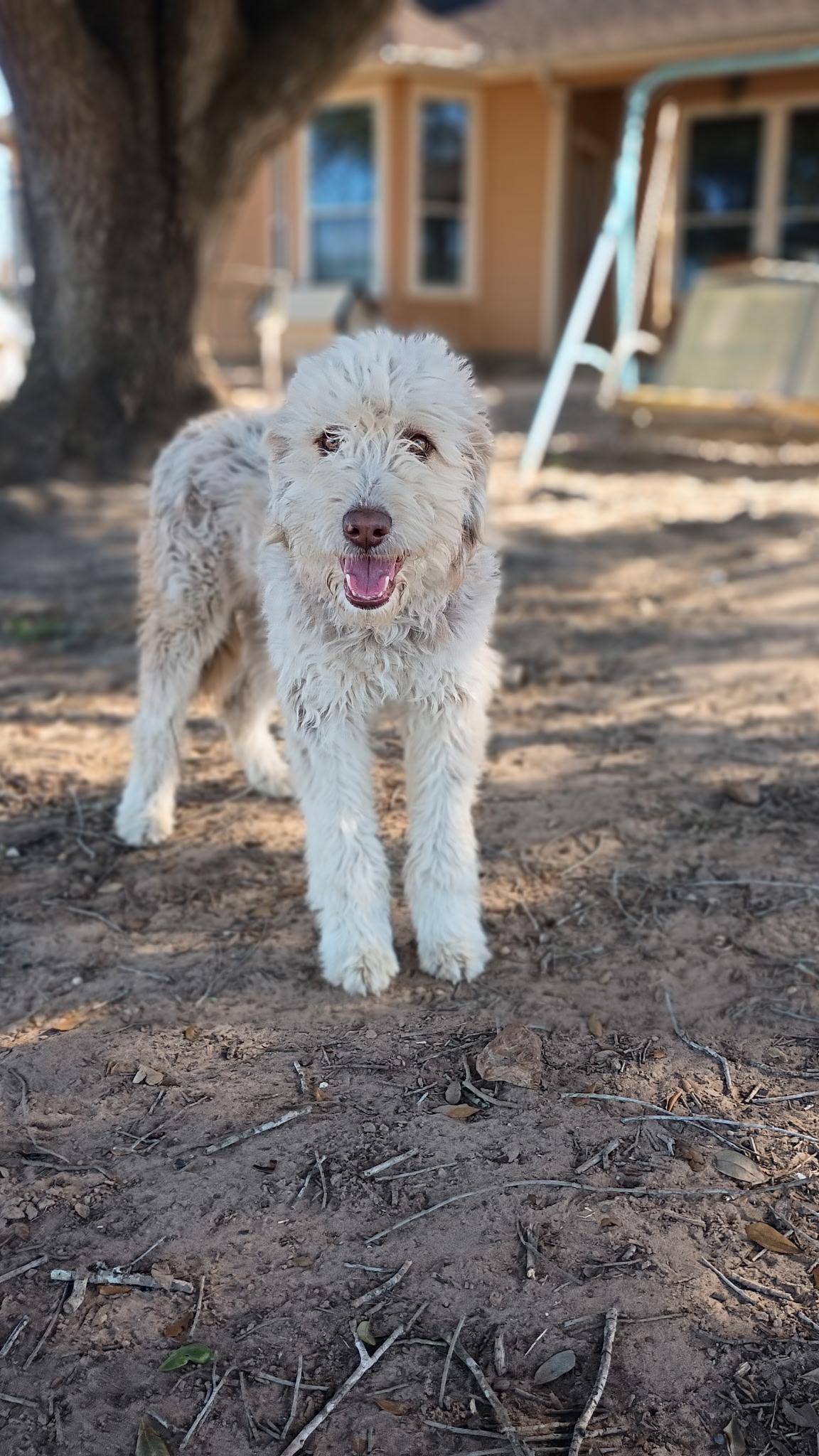 Enlarge Carys, an adopted Sheepadoodle in Brattleboro, VT image 4/5