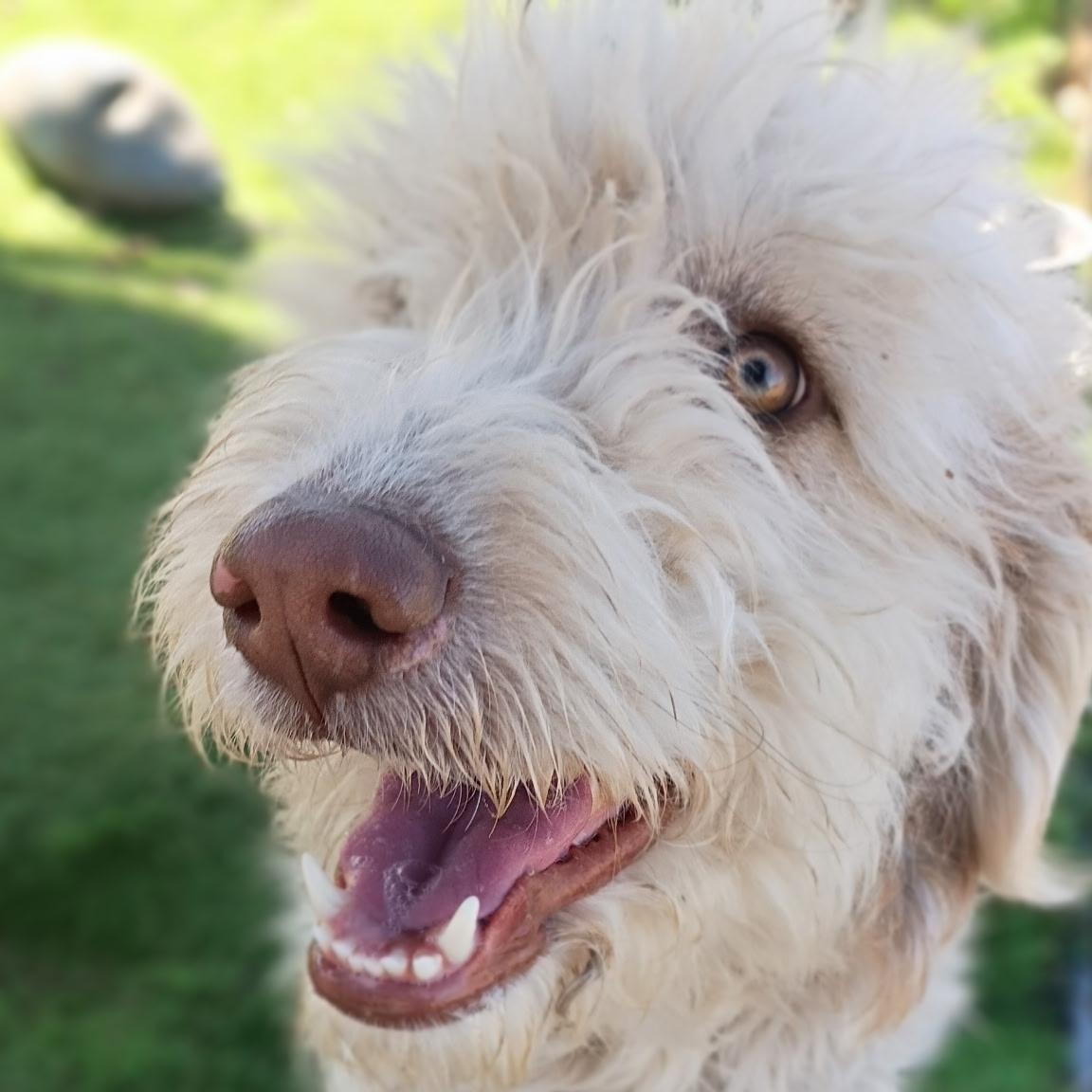 Enlarge Carys, an adopted Sheepadoodle in Brattleboro, VT image 1/5