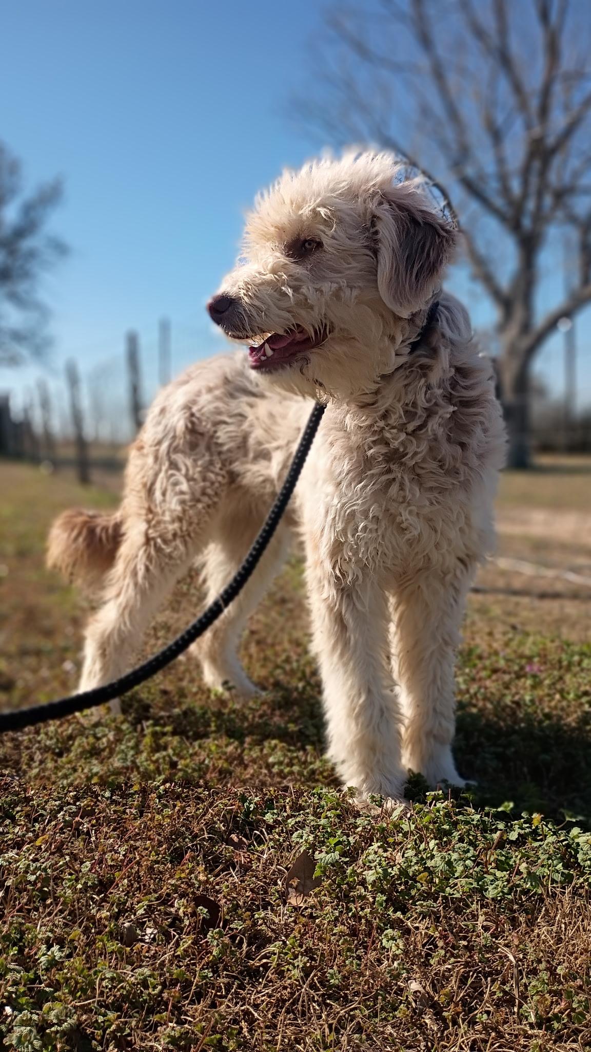 Enlarge Carys, an adopted Sheepadoodle in Brattleboro, VT image 2/5