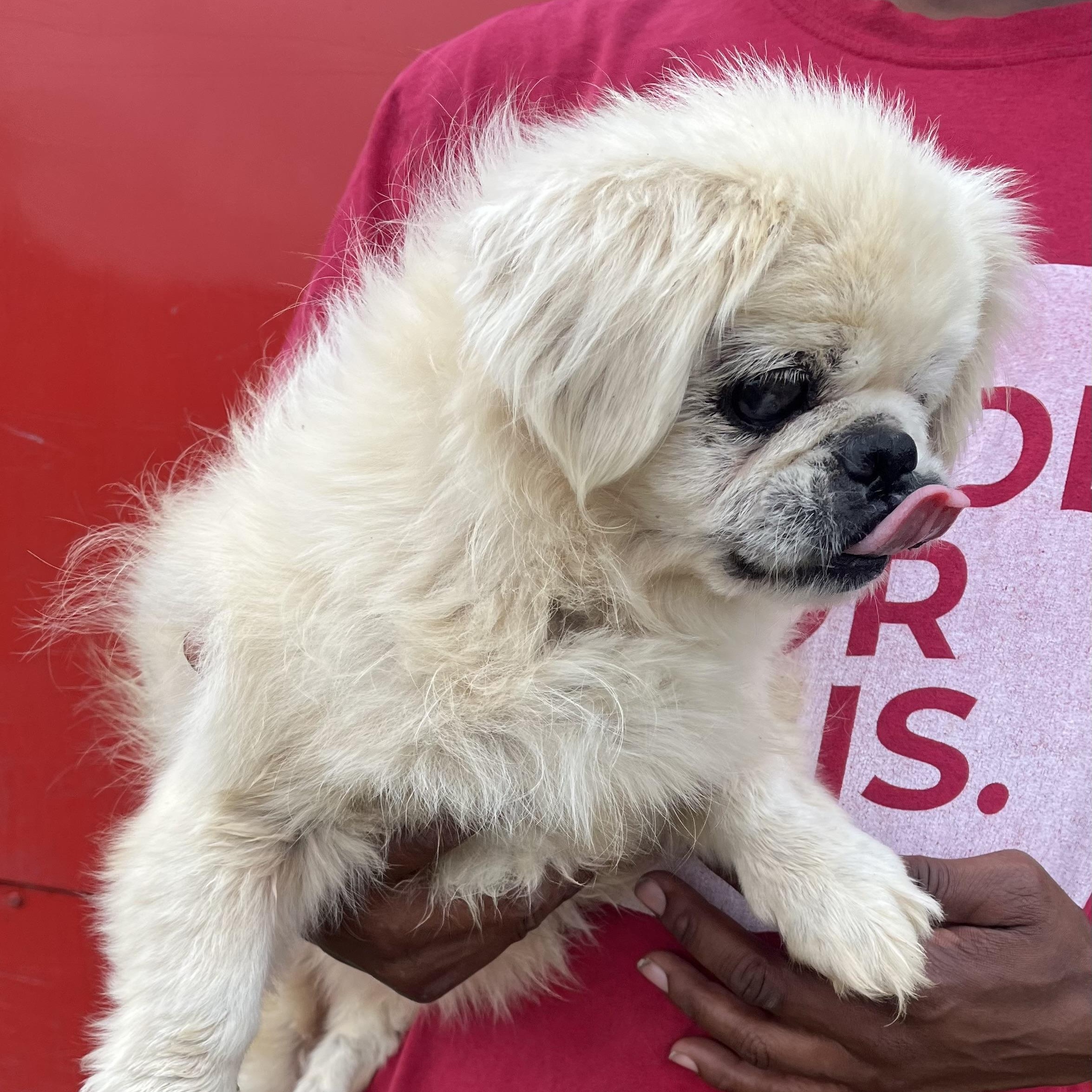 Enlarge Sammy - Local Jan 9-11, an adoptable Pekingese in Westerly, RI image 3/6