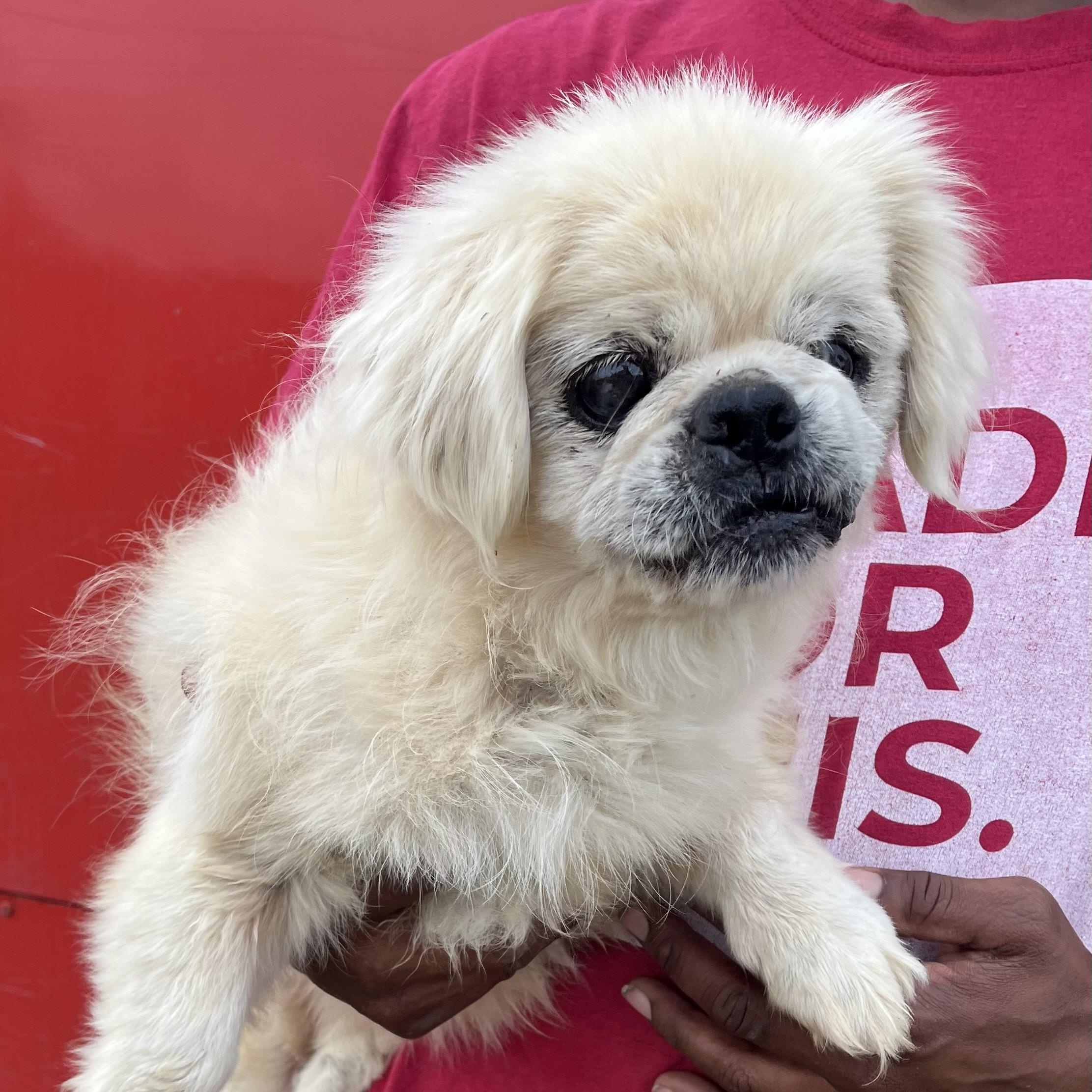 Enlarge Sammy - Local Jan 9-11, an adoptable Pekingese in Westerly, RI image 5/6