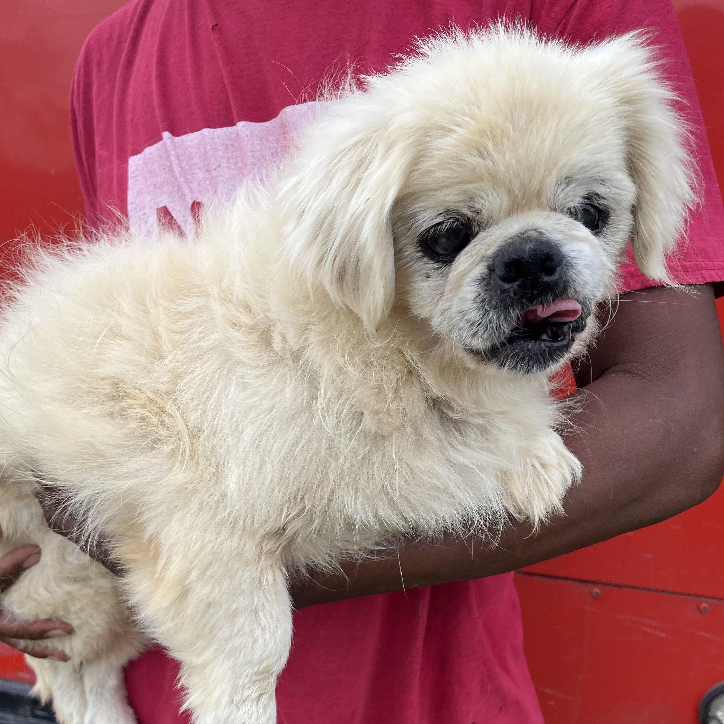 Enlarge Sammy - Local Jan 9-11, an adoptable Pekingese in Westerly, RI image 4/6