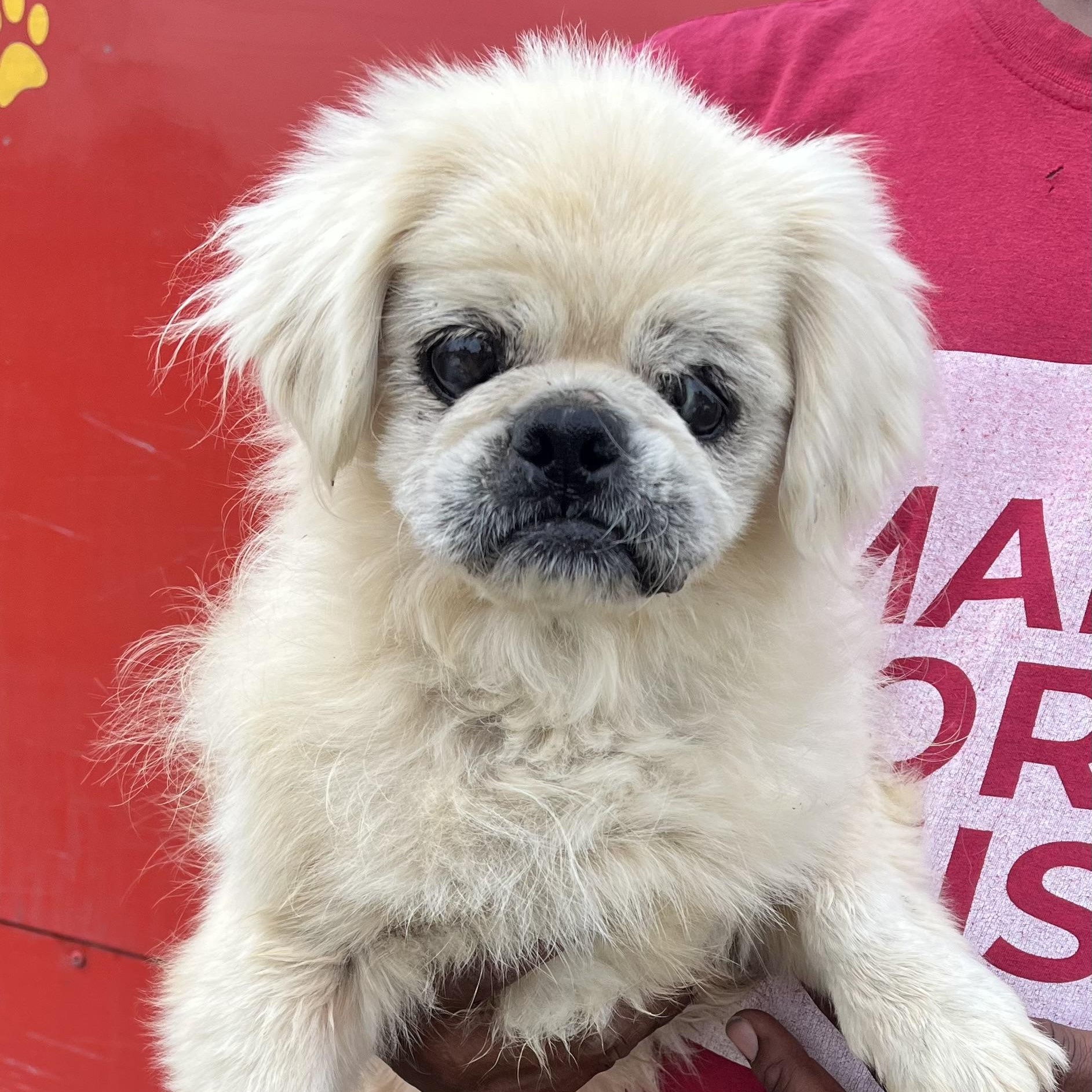 Enlarge Sammy - Local Jan 9-11, an adoptable Pekingese in Westerly, RI image 1/6